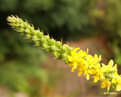 agrimony