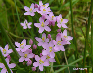 centaury