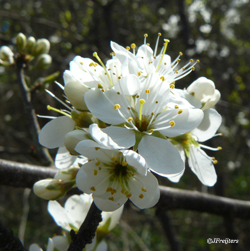 cherryplum