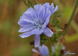 chicory