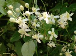 cllematis