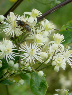clematis