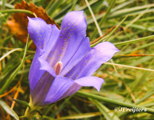 gentian