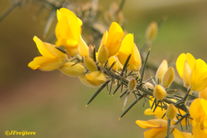gorse