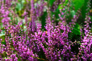 heather