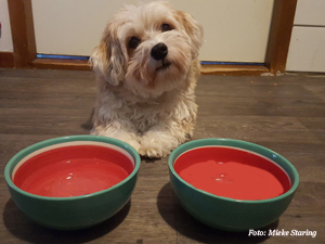 hond-waterbak