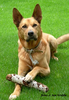 hond