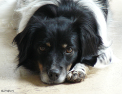 hond