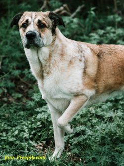 hond