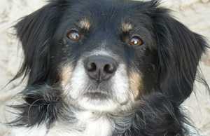 hond