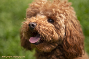 hond