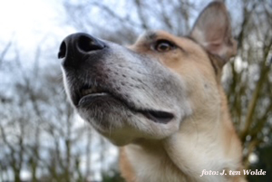 hond