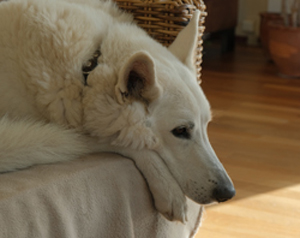 hond