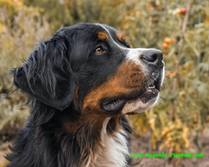 hond