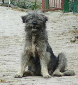 hond