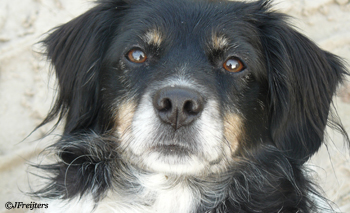 hond