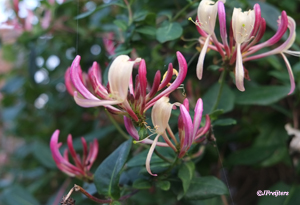 honeysuckle