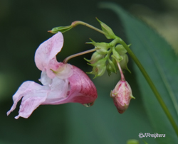 impatiens