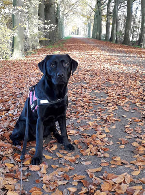 labrador
