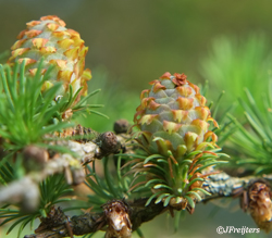 larch