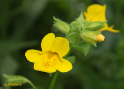 mimulus