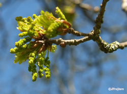 oak