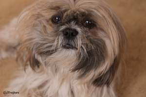 oude-hond