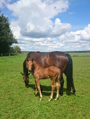 paard-met-veulen