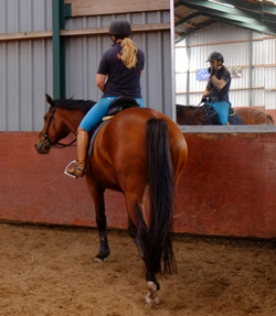 paard