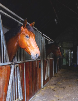 paard