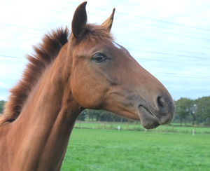 paard