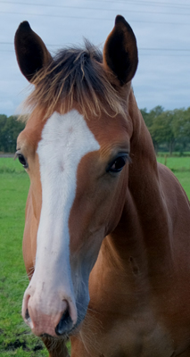 paard