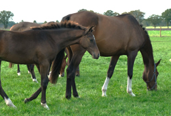 paarden