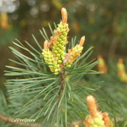 pine