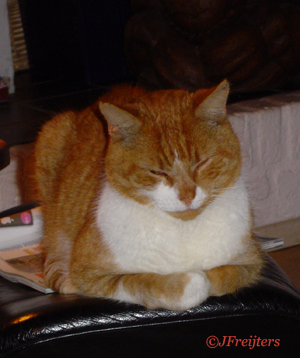 poes