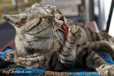 poes