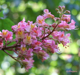 red chestnut
