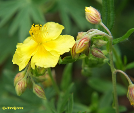 rockrose