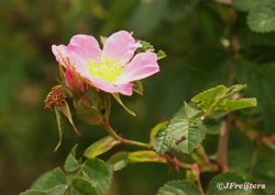 chestnutbud