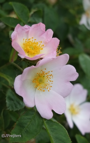 wildrose